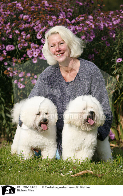 Bichon Frise / RR-18485