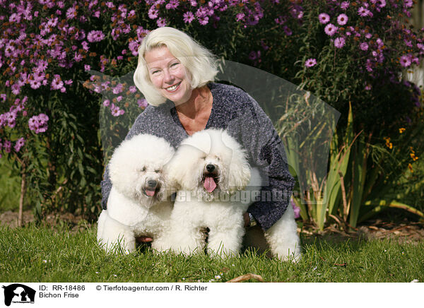 Bichon Frise / Bichon Frise / RR-18486