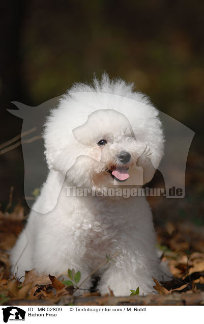 Bichon Frise / MR-02809