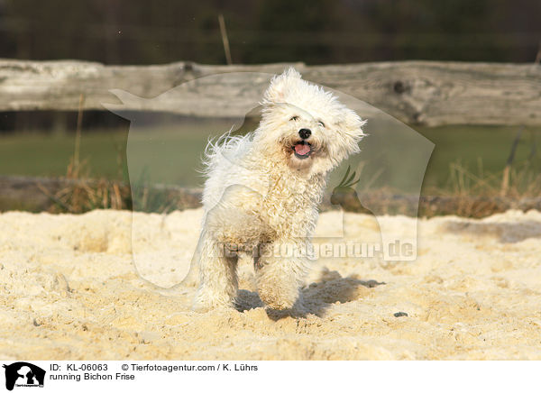 running Bichon Frise / KL-06063