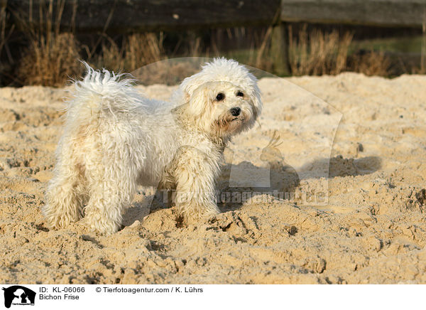 Bichon Frise / KL-06066