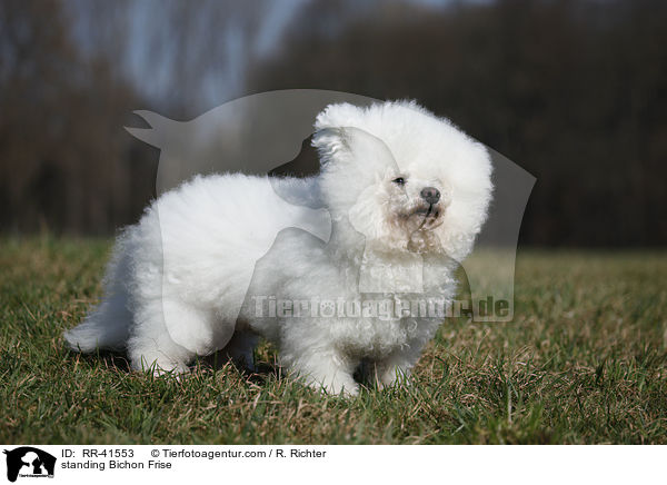 standing Bichon Frise / RR-41553