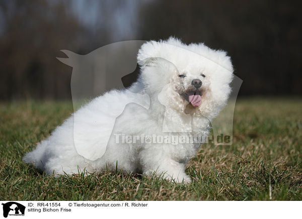 sitting Bichon Frise / RR-41554