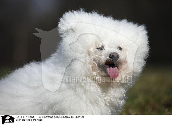 Bichon Frise Portrait / RR-41555