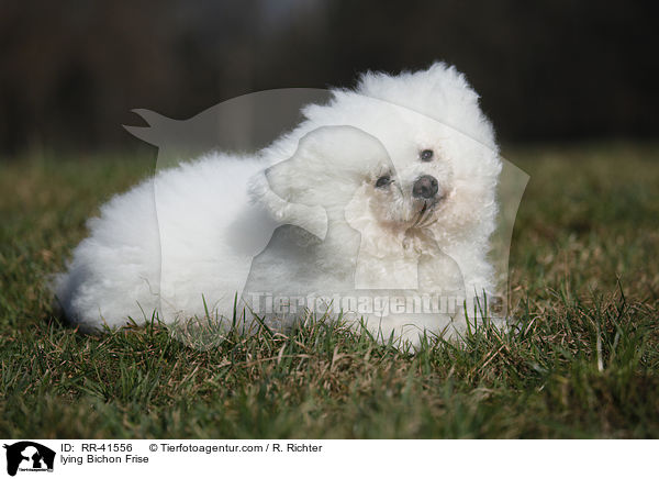 lying Bichon Frise / RR-41556