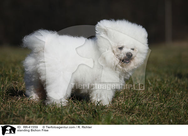standing Bichon Frise / RR-41559