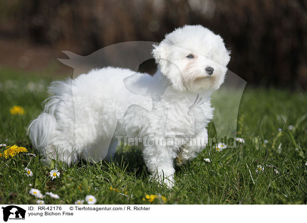 young Bichon Frise / RR-42176