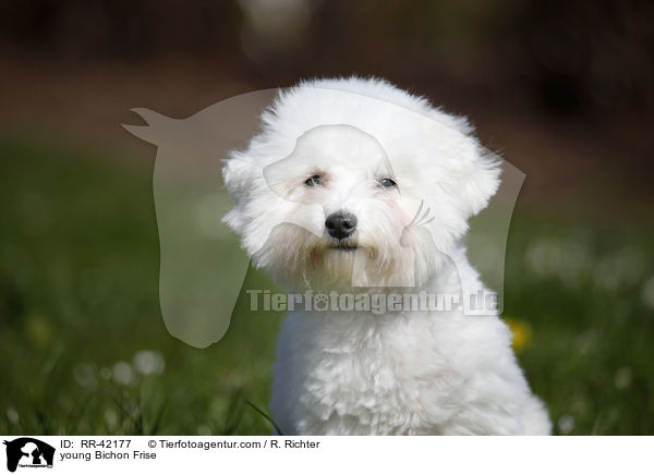 young Bichon Frise / RR-42177