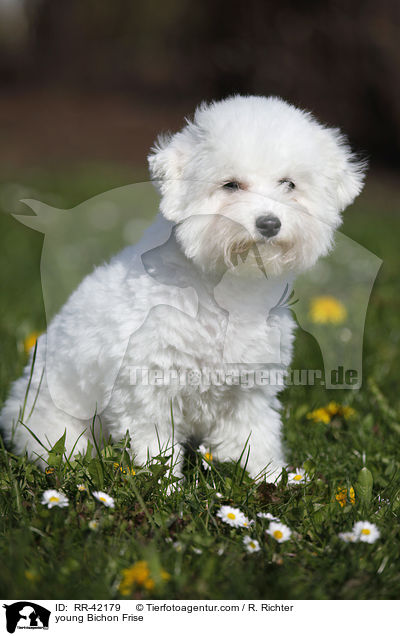 young Bichon Frise / RR-42179
