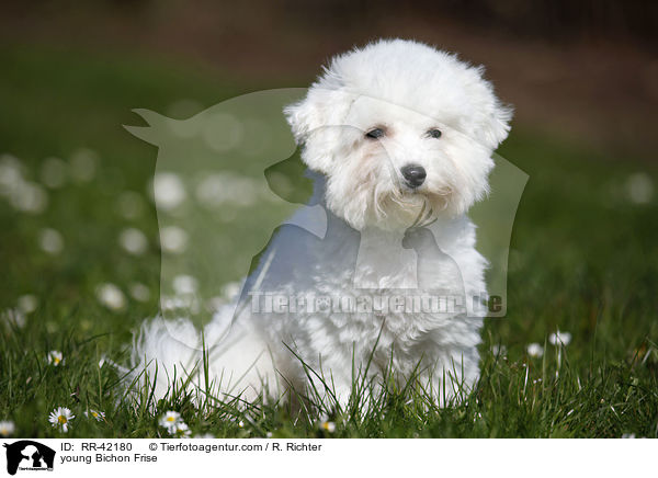 young Bichon Frise / RR-42180