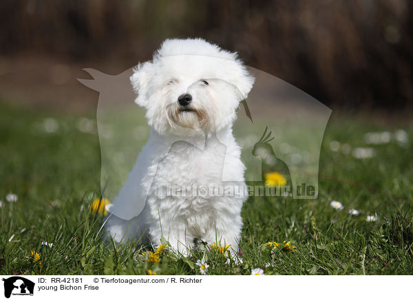 young Bichon Frise / RR-42181