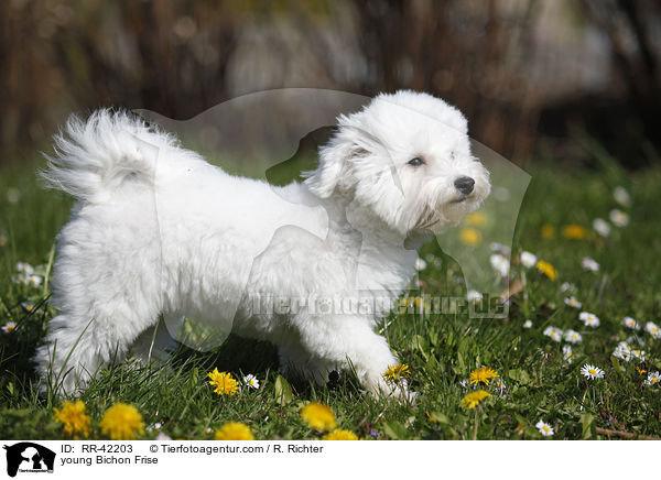 young Bichon Frise / RR-42203