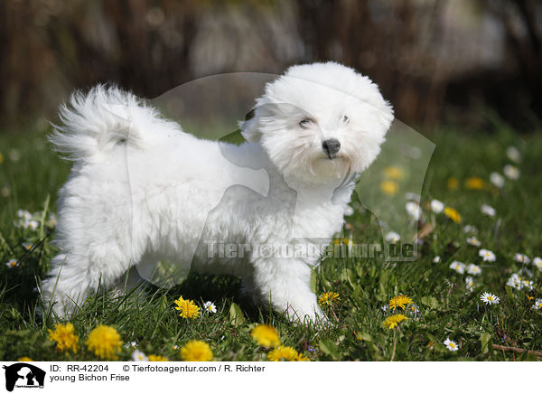 young Bichon Frise / RR-42204