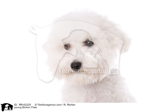 young Bichon Frise / RR-42225