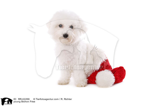 young Bichon Frise / RR-42268
