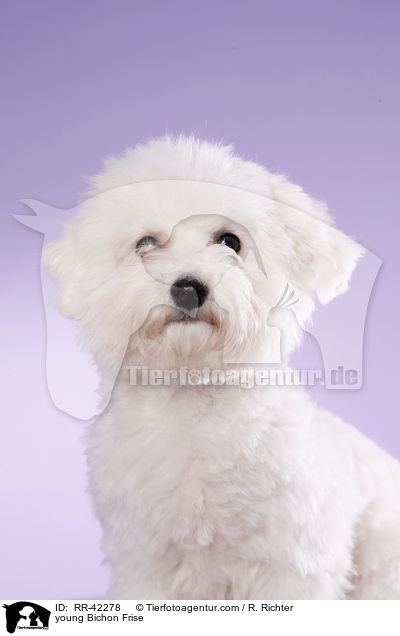 young Bichon Frise / RR-42278