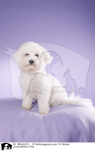 young Bichon Frise / RR-42279