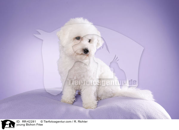 young Bichon Frise / RR-42281