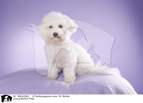 young Bichon Frise / RR-42282