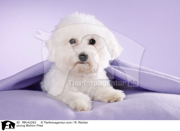young Bichon Frise / RR-42283