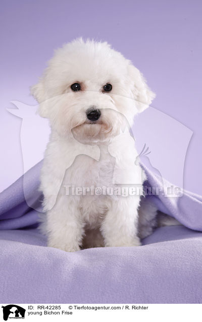 young Bichon Frise / RR-42285