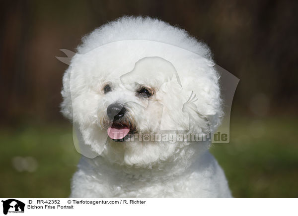 Bichon Frise Portrait / RR-42352