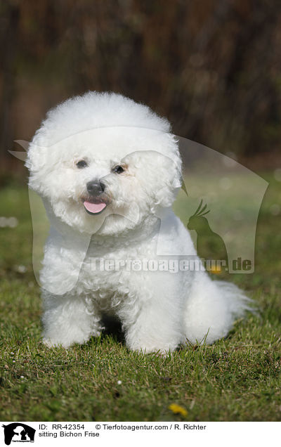 sitting Bichon Frise / RR-42354