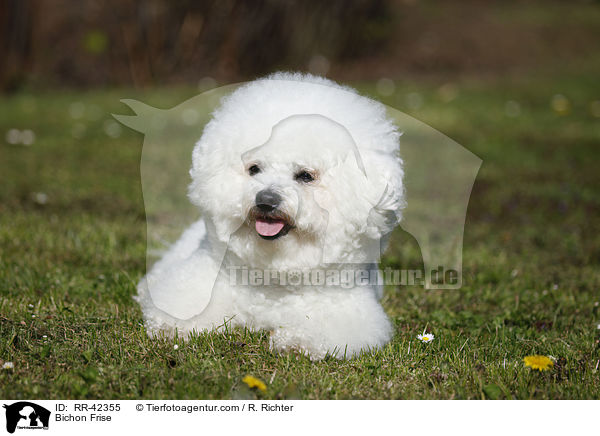 Bichon Frise / RR-42355
