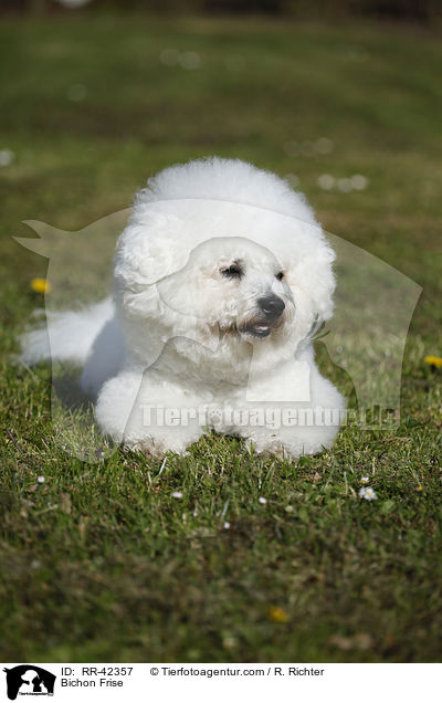 Bichon Frise / RR-42357