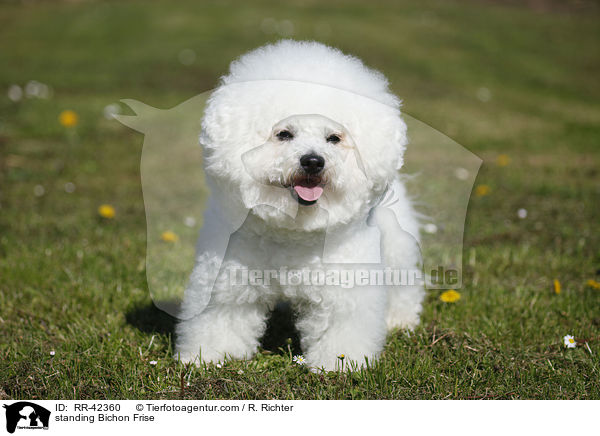 standing Bichon Frise / RR-42360