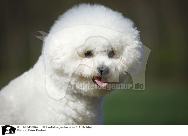 Bichon Frise Portrait / RR-42364