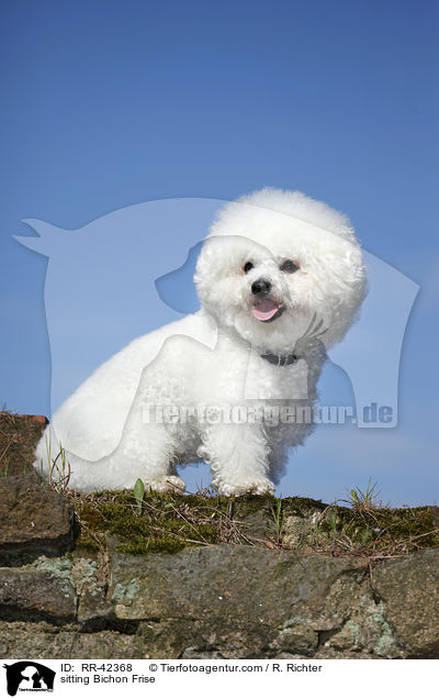 sitting Bichon Frise / RR-42368