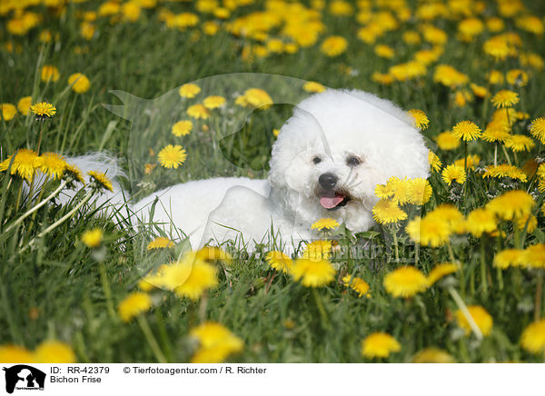Bichon Frise / RR-42379