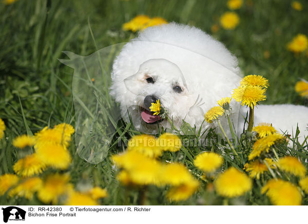 Bichon Frise Portrait / RR-42380