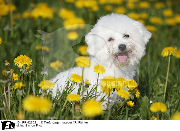 sitting Bichon Frise / RR-42602