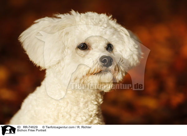 Bichon Frise Portrait / RR-74629