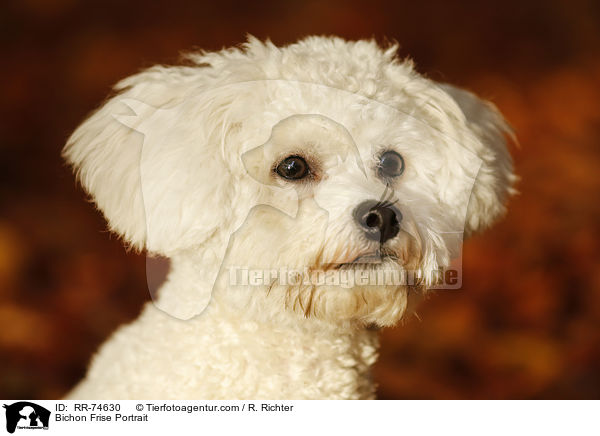 Bichon Frise Portrait / RR-74630