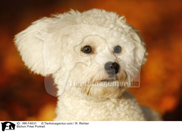 Bichon Frise Portrait / RR-74631