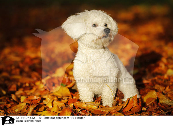 sitting Bichon Frise / RR-74632