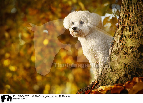 Bichon Frise / RR-74637