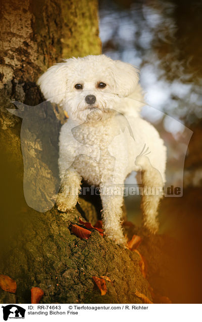standing Bichon Frise / RR-74643