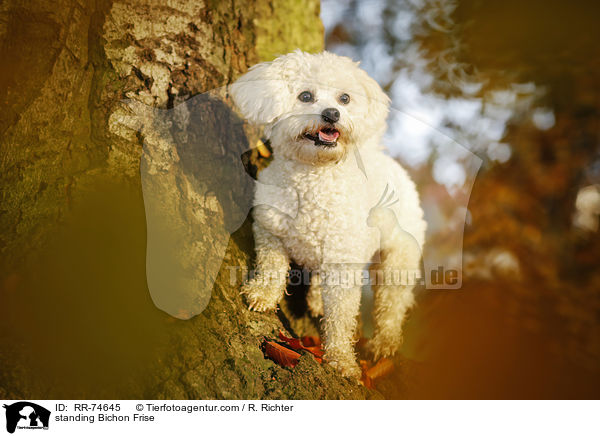 standing Bichon Frise / RR-74645