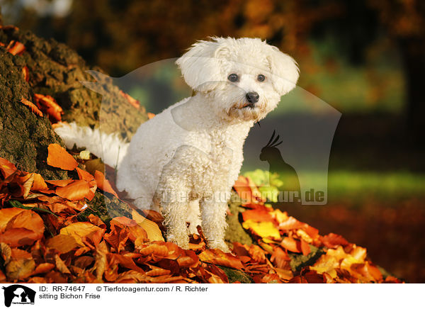 sitzender Bichon Frise / sitting Bichon Frise / RR-74647