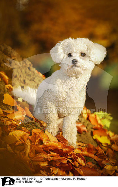 sitting Bichon Frise / RR-74649