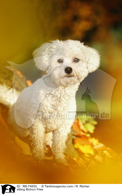 sitting Bichon Frise / RR-74650