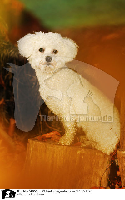 sitting Bichon Frise / RR-74653