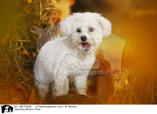 standing Bichon Frise / RR-74656