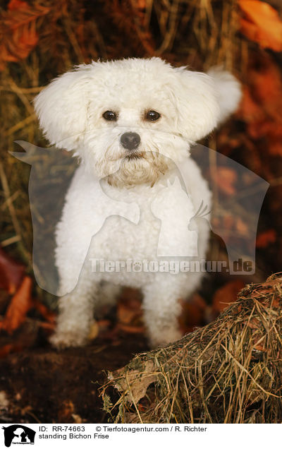standing Bichon Frise / RR-74663