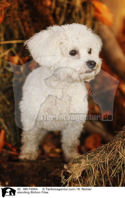 standing Bichon Frise / RR-74664