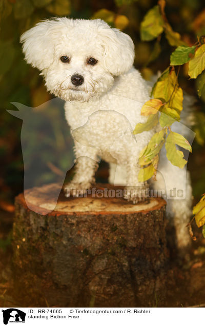standing Bichon Frise / RR-74665